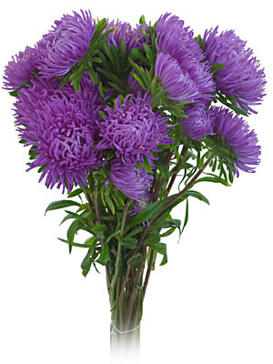 Aster Beauty Lavender s.v.