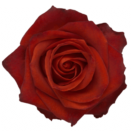Rose Cafe Del Mar 50cm rprima