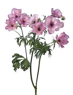 Ranunculus Butterfly Europa ch