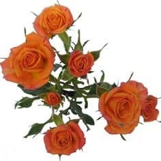 RoseSpray Mambo sole