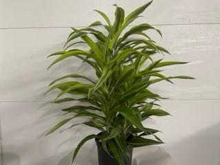 8" POTTED LEMON WARNER KI