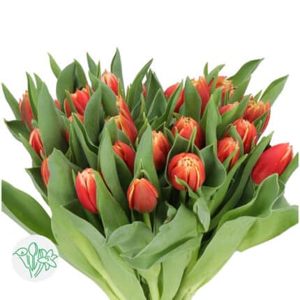 Tulip Dbl Red Cream holl