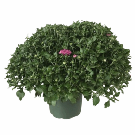 9" GARDEN MUMS