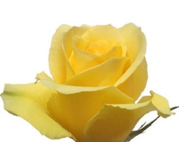 Rose Gran dorado 70 rprima