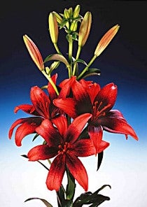OLINA tango lily florisol