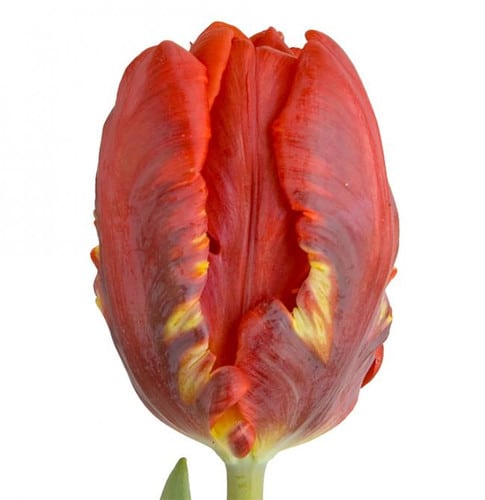088e7e9c-150b-41d1-ad17-673b9bd9acda.jpg Tulip Red Parrot holl - Image 1