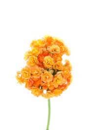 Kalanchoe Org emseralda(5st)