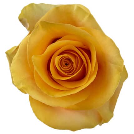 Rose Serenade 40cm florecal