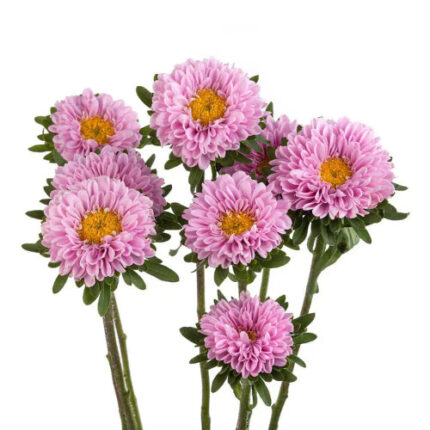 Aster Matsu Pink sunburst