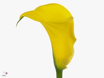 Calla Capt.Memphis holl(yell)