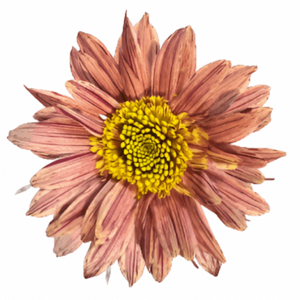 Mum Cremon Serenity Bronze rio