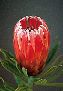 Protea Frosted Fire ov(st)