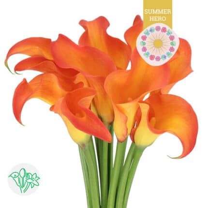Calla Callista org holl