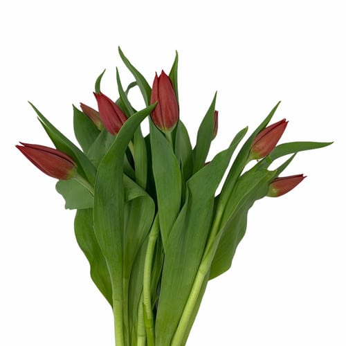 08c8d4e0-c08e-4de9-b7c8-5effe8c215c4.jpg Tulip Pallada holl 30gr(red) - Image 1