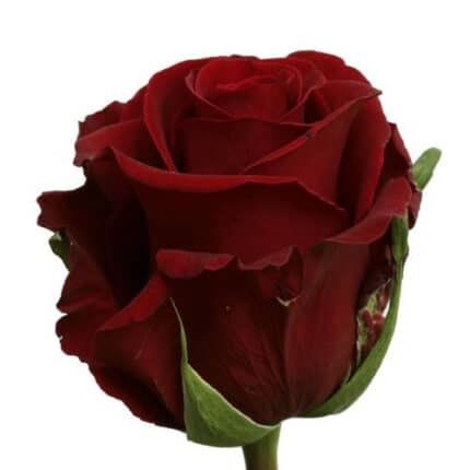 Rose ForeverYoung 70cm rprima