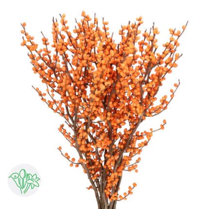 Ilex Orange holl