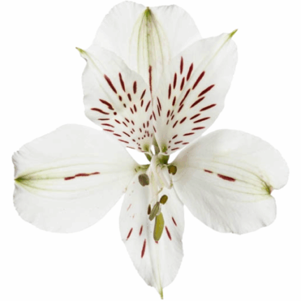 Alstro White SupSel RIO