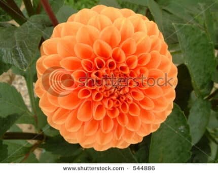 DAHLIA dk org v..d