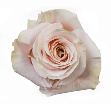 Rose White Shimmer 50cm naranj