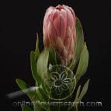 Protea duke camflora(st)
