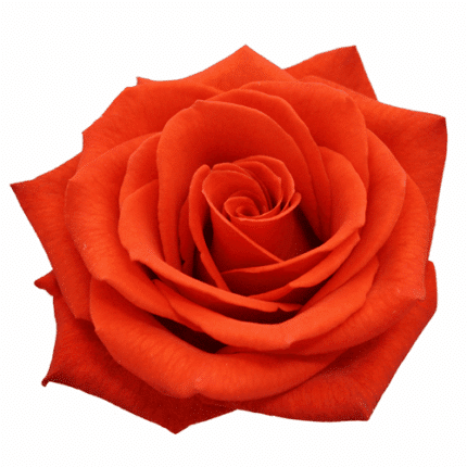 Rose Santana 50cm rfi