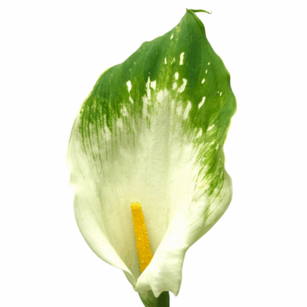 Calla Green Goddess bella(STEM