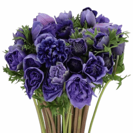 Anemone Blue Fullstar anton