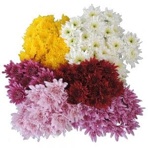Pom CDN Asst(12Pk)Sole