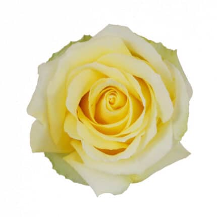 Rose Tara 40cm sunrite