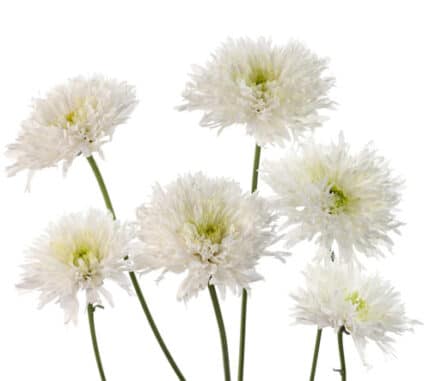 Pom Novelty Starburst bmark