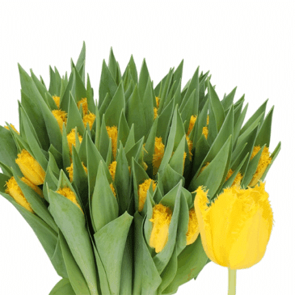 Tulip Frill Golden State holl