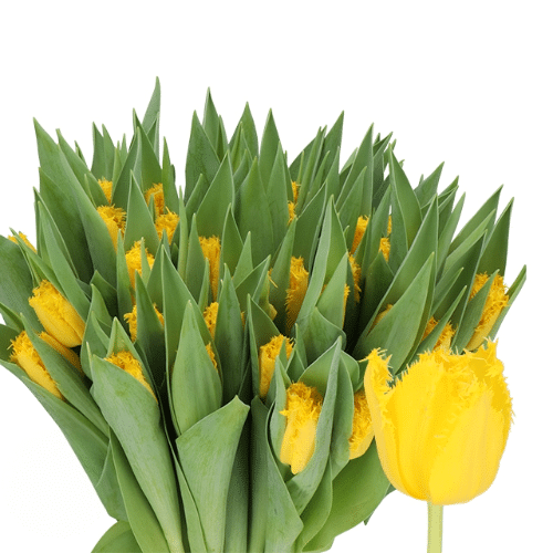 0966920c-20b0-4b21-a73a-c147c2691e82.png Tulip Frill Golden State holl - Image 1