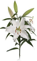 Lily Siberia trilogy 3/5bl