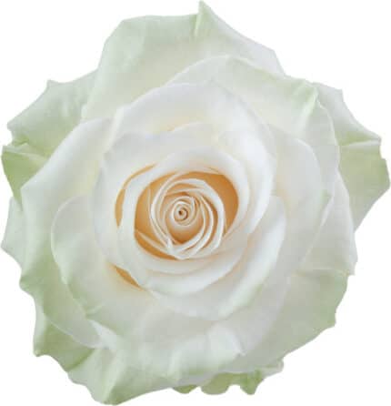 Rose Mondial 40cm sunrite