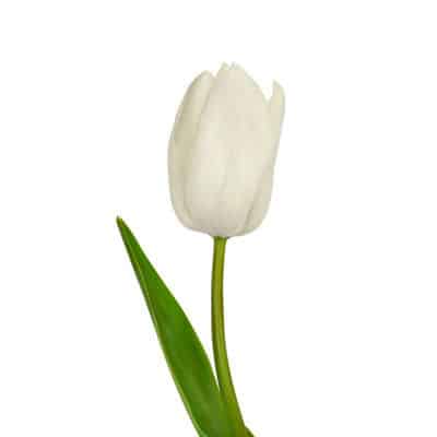 Tulip French White Proud holl - TFR WHITE PRO