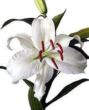 White &pk lily gr valley