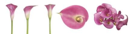 Calla GarnetGlow sande