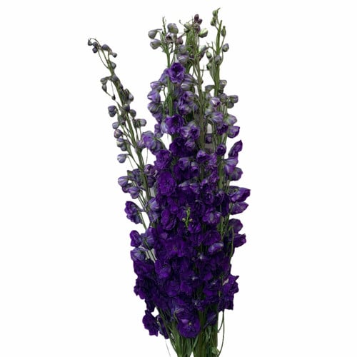 09a20e2b-e6fe-4941-b620-086884739279.jpg Delph Hybird Purple paradise - Image 1