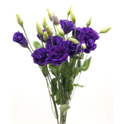 Lissy Purple Local - LIS PURP LOCAL