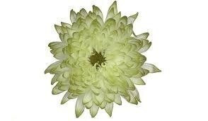 Mum Cremon Zembla golden