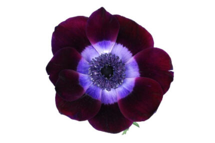 Anemonie Eggplant chile -