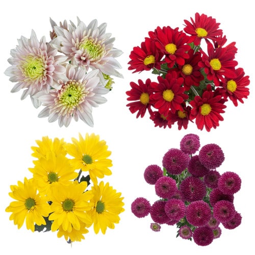 09b489e9-d244-476d-8ea0-2cf288c3350a.jpg Pom "Summer Garden" Bundle x4b - Image 1