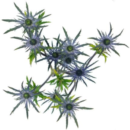 Eryngium Blue Alpino sole(10st)