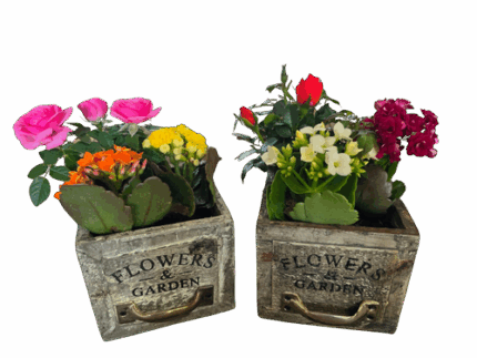 4.5" Mini Drawer Garden