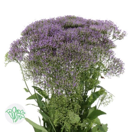 Trachellium Purple holl