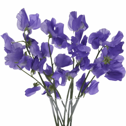 Sweet Pea Mio Violet choice