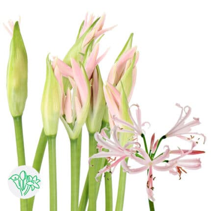 Nerine Sofie holl