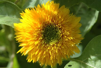 Sunflower Teddy canada(5st)