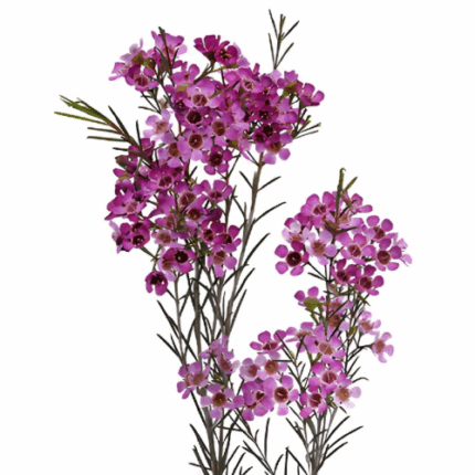 Waxflower Purple fbi - F WAX PURPL FBI