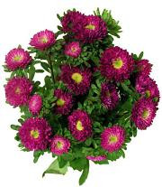 Aster Matsu fushia s.v.